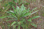 Longleaf buckwheat